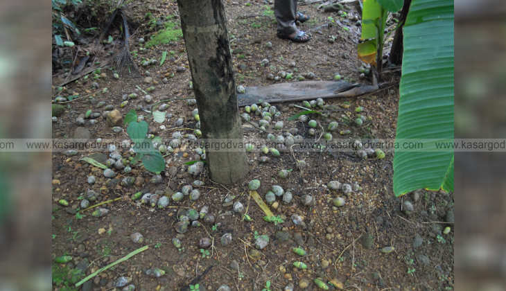 arecanut farmers face mahali disease threat