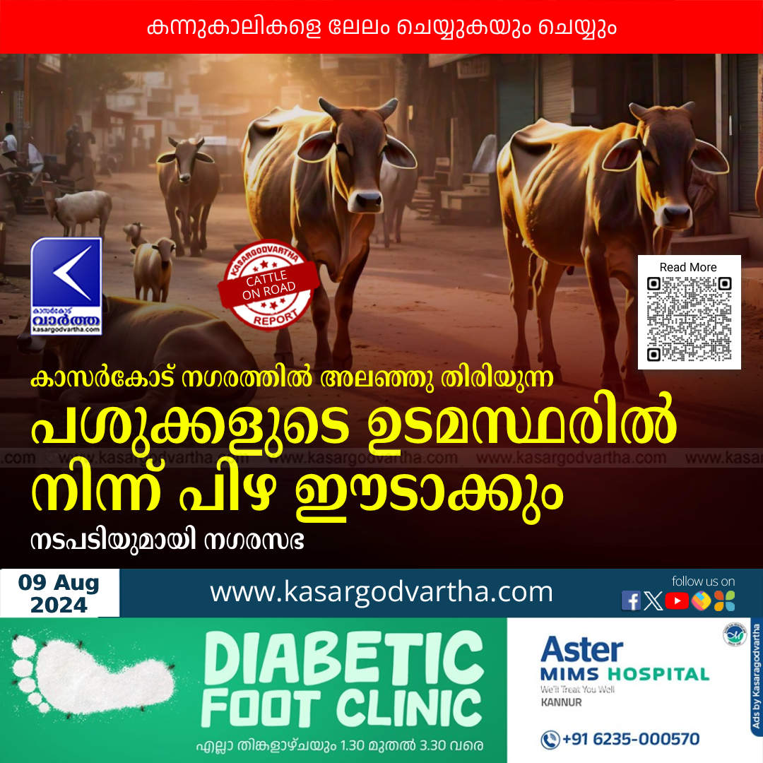 kasaragod municipality takes action against stray cattle