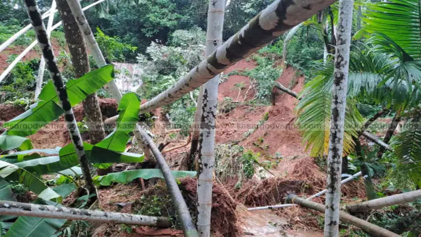 canal breach major crop damage in kantal