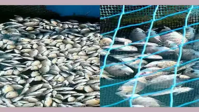 Reports on massive fish kill in Periyar to be submitted on May 25, Reports, Massive Fish Kill, Periyar, Submitted, May 25