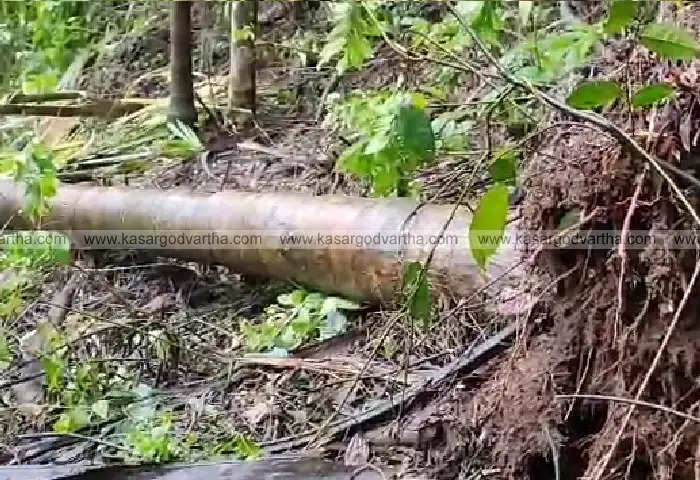 elephants stray into farms destroy crops