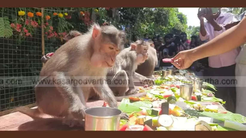 Monkeys enjoying a feast prepared by a local community.