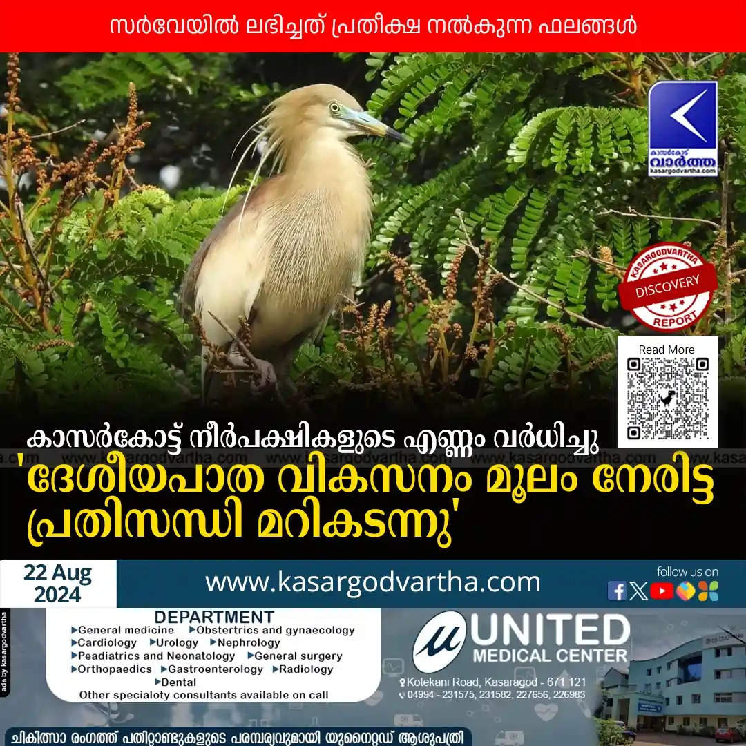 A group of wetland birds in a pond in Kasaragod