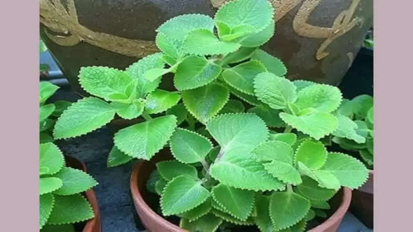Benfits of Indoor Plants, Coleus Amboincus Plant, Karpuravalli