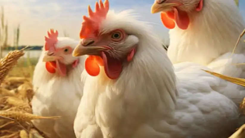 poultry prices fall slightly after huge jump