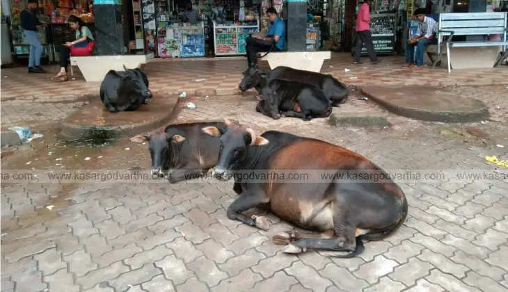 Stray cattle causing problems in Kasargod