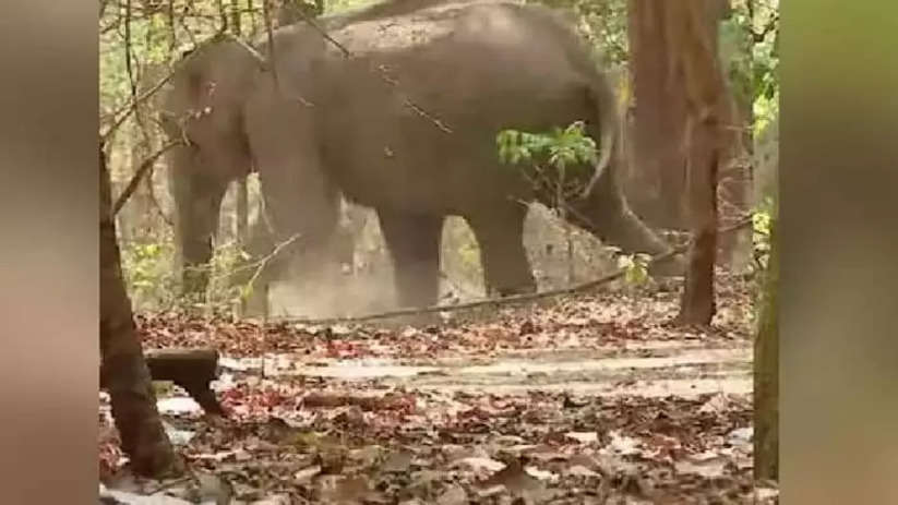 Palakkad: Wild elephant injured while crossing railway track Malampuzha, Palakkad News, Wild Elephant, Injured