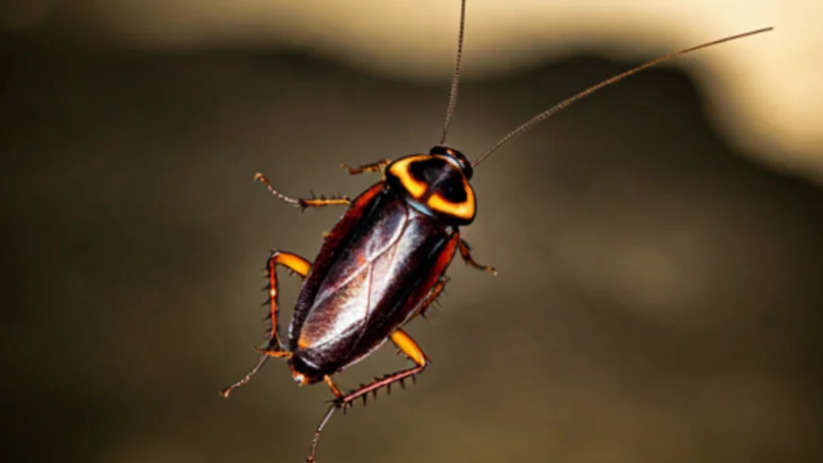 live cockroach removed from 23 year old mans intestine in d