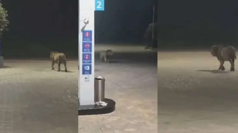 A lion is seen near a petrol pump in Gujarat.