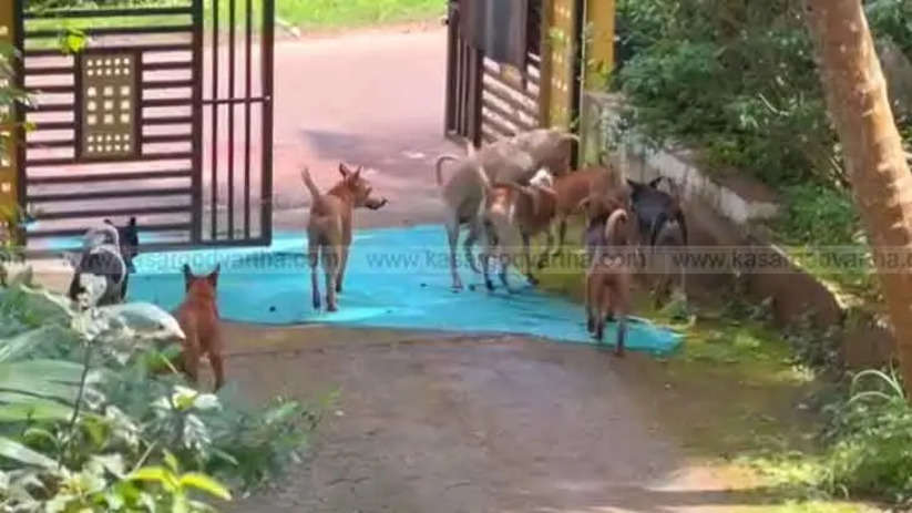 Street dog packs in Kasargod, roaming in residential areas