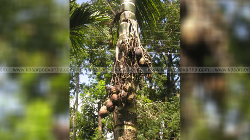 arecanut farmers face mahali disease threat