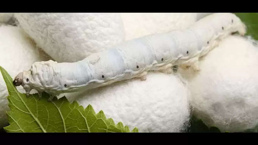 Sericulture: Profitable agribusiness for farmers