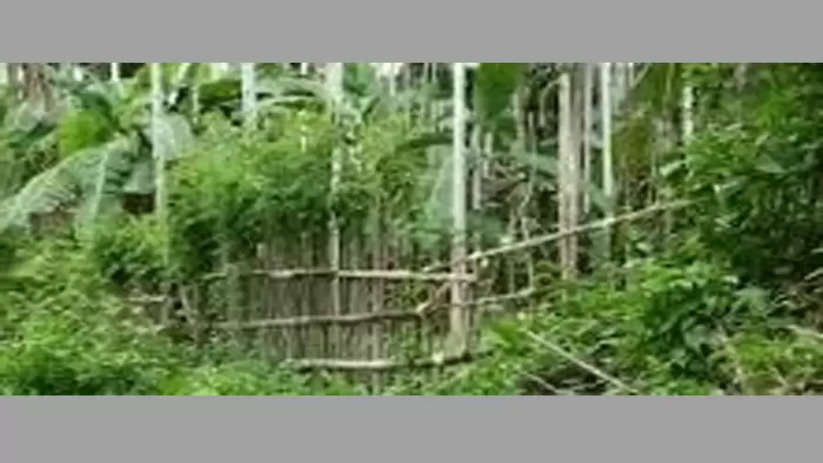 Many benefits of building an organic fence, Vetiver, Organic farming, Agriculture, Benefits, Organic Fence