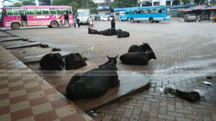 Stray cattle causing problems in Kasargod