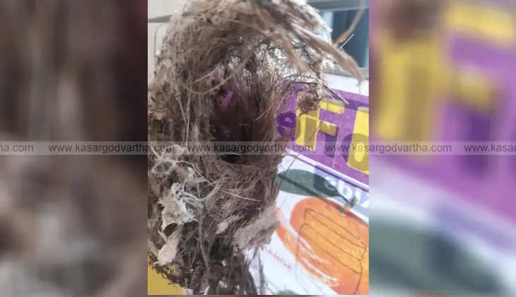 Birds building a nest in the classroom at Ballakadappuram School