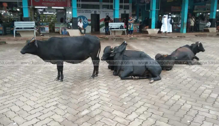 Stray cattle causing problems in Kasargod