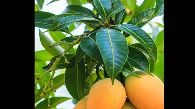 Mango Leaf Benefits: Nature's Secret To Good Health