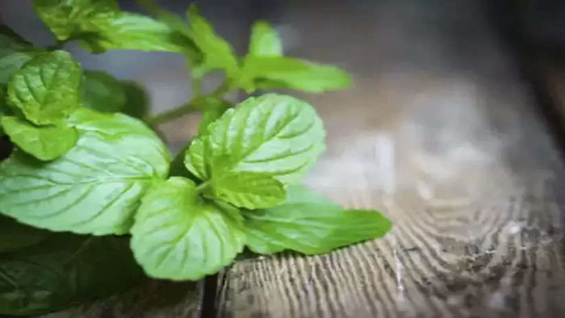 Mint Leaves Can Help to Manage Diabetes, Diabetes, Blood Sugar, Patients