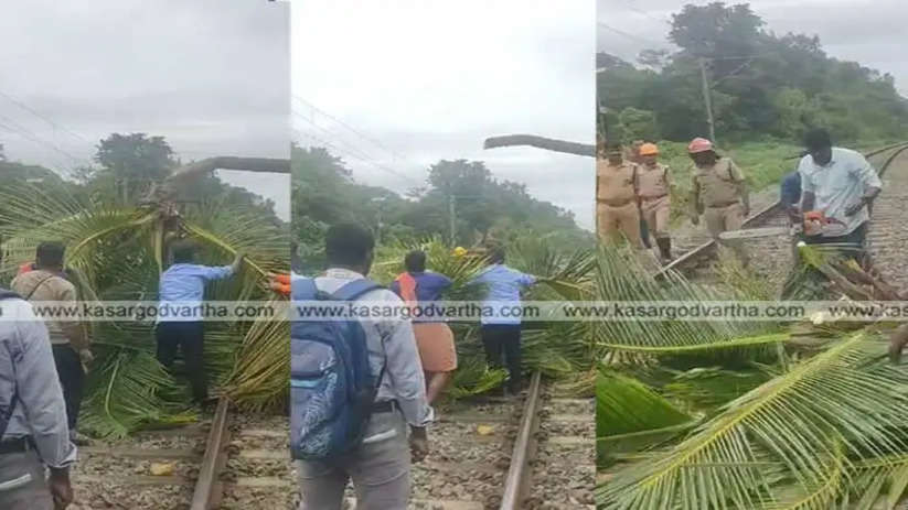 Train Services Disrupted in Uduma Due to Fallen Coconut Tree