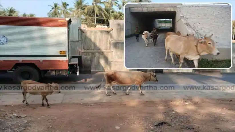 no facility for cattle to cross road on national highway