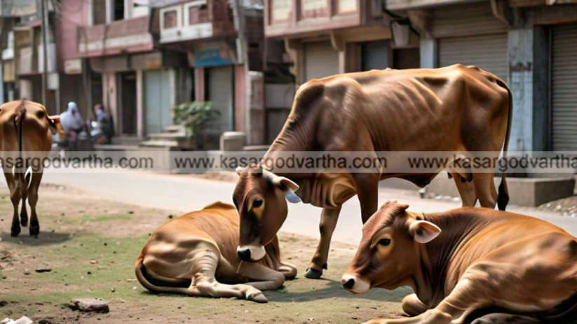 kasaragod municipality takes action against stray cattle