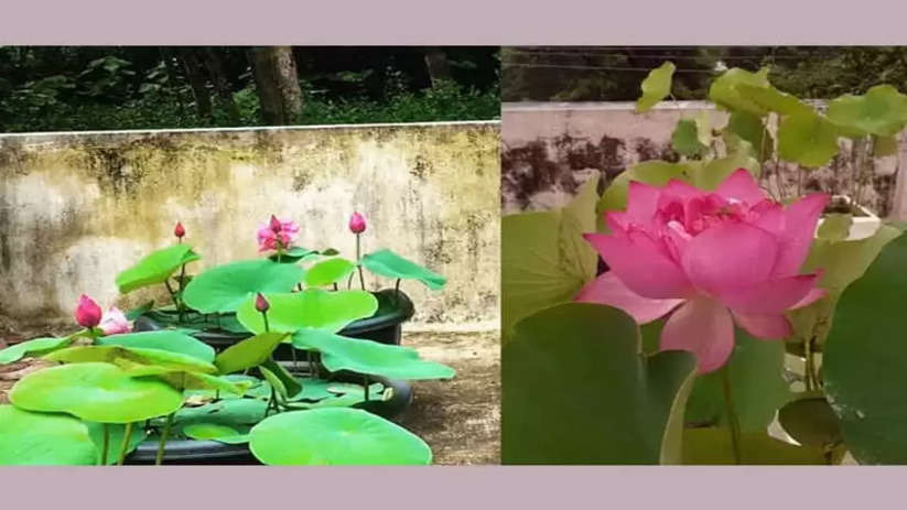 Know the best time to grow lotus in Kerala, Lotus, Farming, Cultivation, Agriculture, House, Income