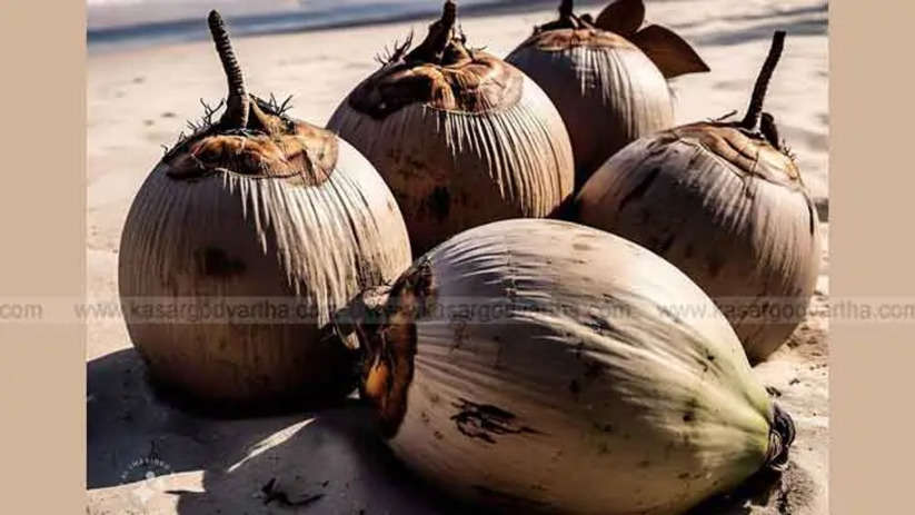 Coconut Prices Hit All-Time High; Farmers Struggling with Low Yield