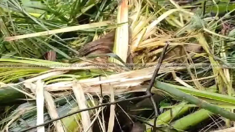 elephants stray into farms destroy crops