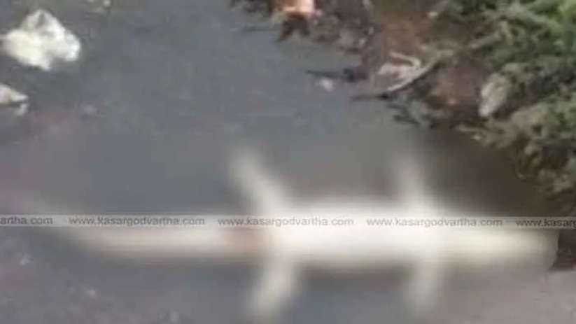 Sullia: Crocodile found dead in river; Plastic consumption suspected cause