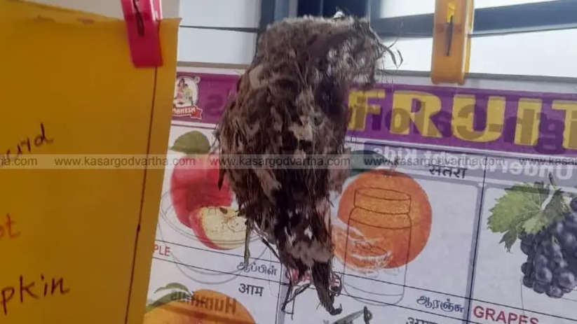 Birds building a nest in the classroom at Ballakadappuram School