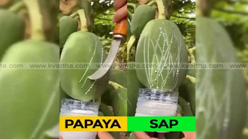 papaya sap natures hidden elixir for health and healing