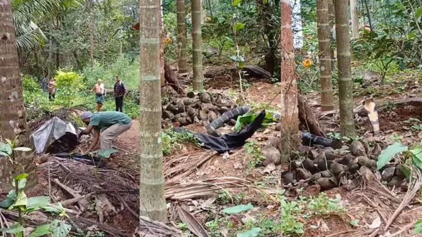 Giant King Cobra Captured in Vellarikkund