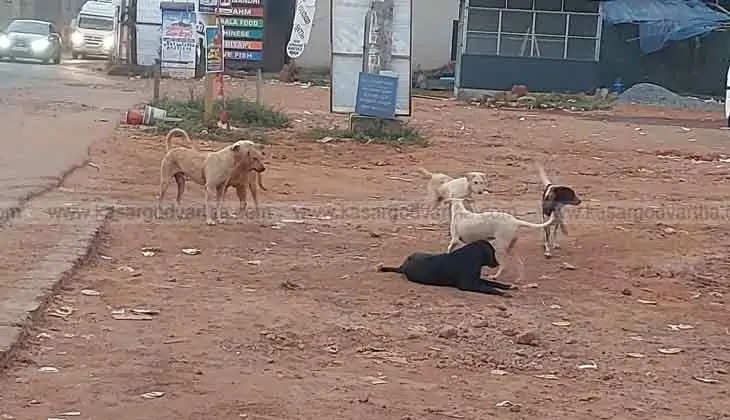 Street dog packs in Kasargod, roaming in residential areas